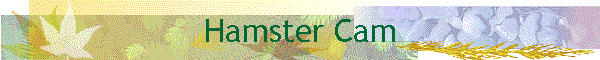 Hamster Cam