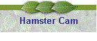 Hamster Cam
