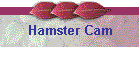 Hamster Cam